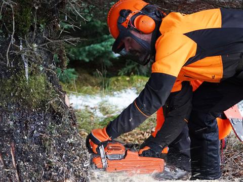 Dagur B. Eggertsson, borgarstjóri, sagar stofn trésins.