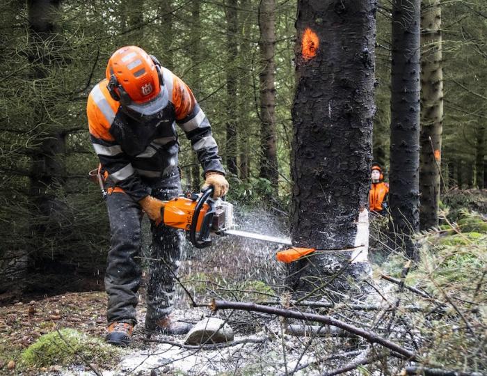 Maður, klæddur í öryggisfatnað, er að saga niður tré í Öskjuhlíð