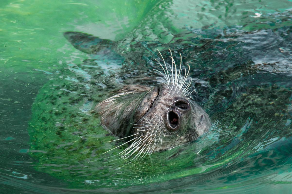 The seal at the Zoo