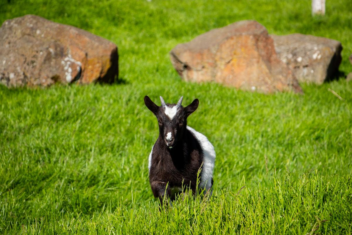 Goat in the grass at the Zoo