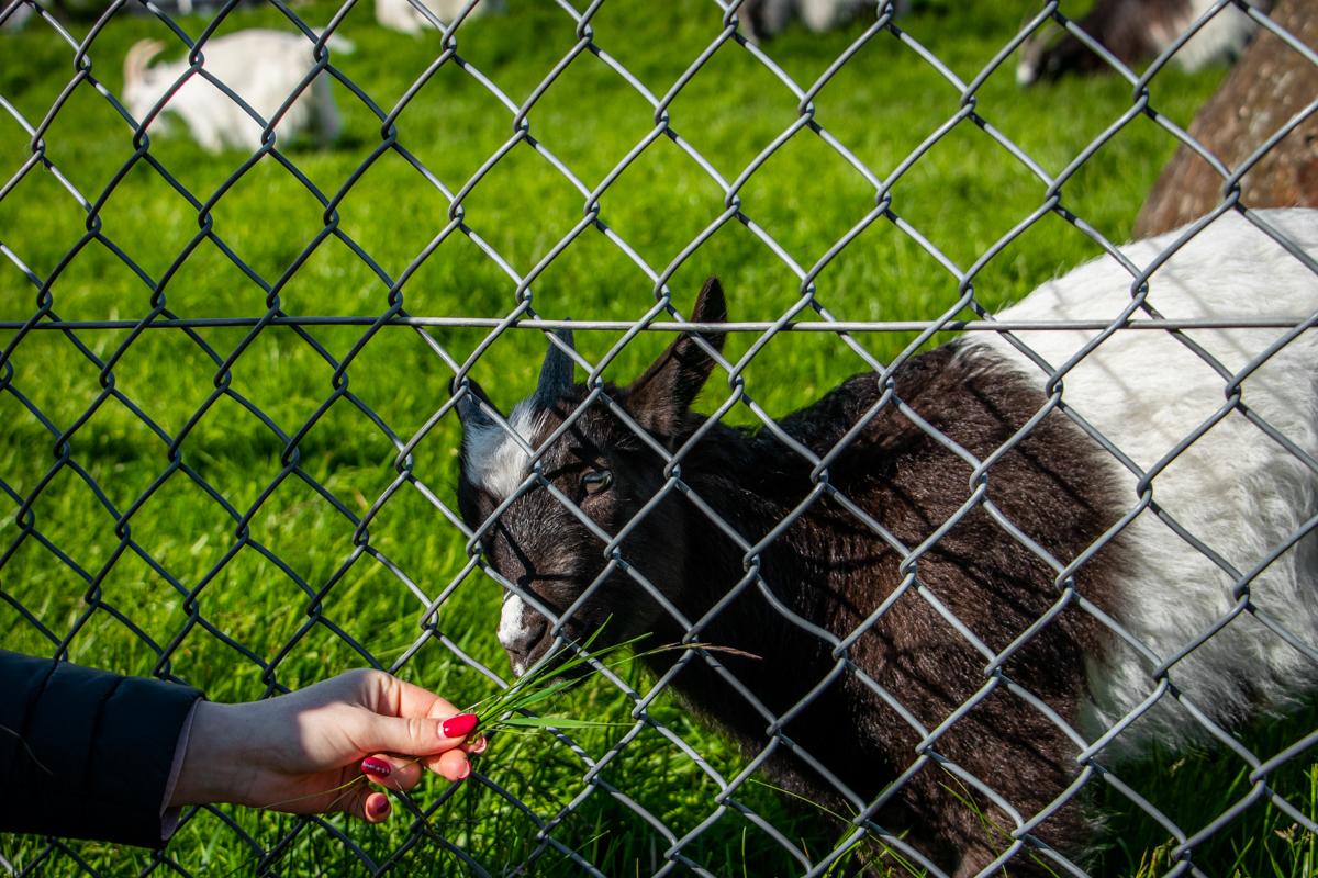 Person feeding grass to a goat through the fence at the Zoo
