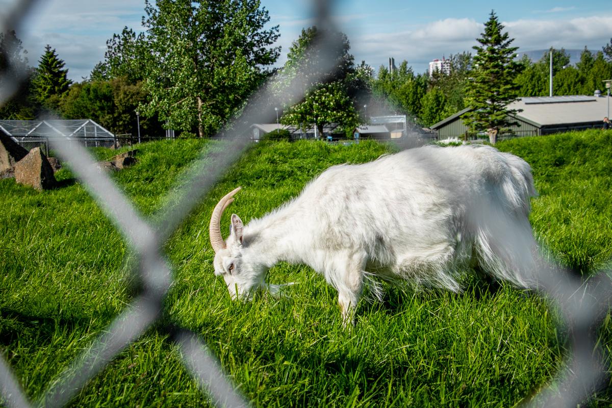 Goat at the Zoo