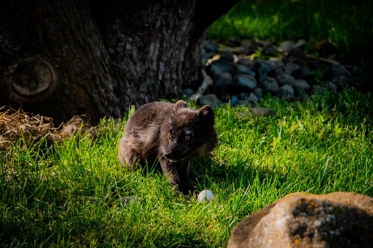 Arctic fox at the Zoo