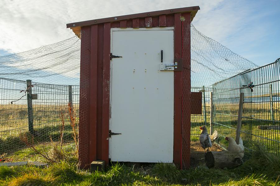 Hænsnakofi á lóð Bergs.
