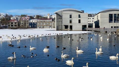 Reykjavík City Hall in the snow with birds in the foreground